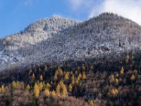 Frisch verschneiter Bergwald an Doppelgipfel und Herbstlärchen darunter